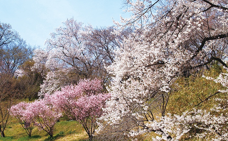 いろんなお花が咲き誇る春らんまんの植物園「大阪公立大学附属植物園」